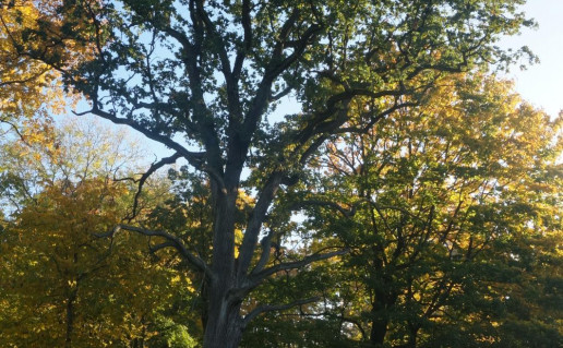 2_Gelg dv azuolas Nr. 1 (1)_r2.jpg